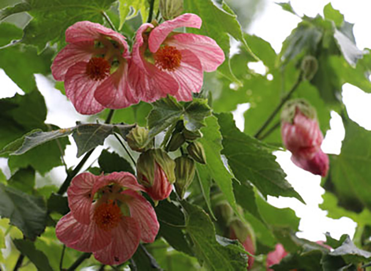 Pink flowers from the garden.