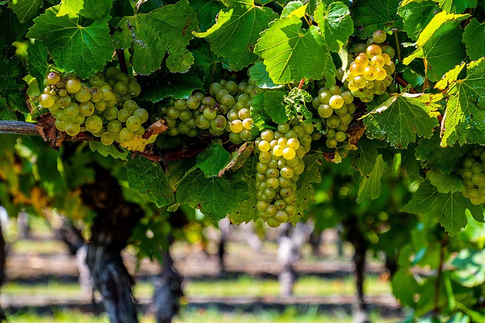 Tamar Valley Grapes