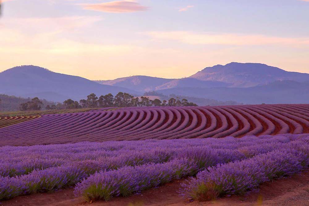 Bridestowe Lavender Estate 